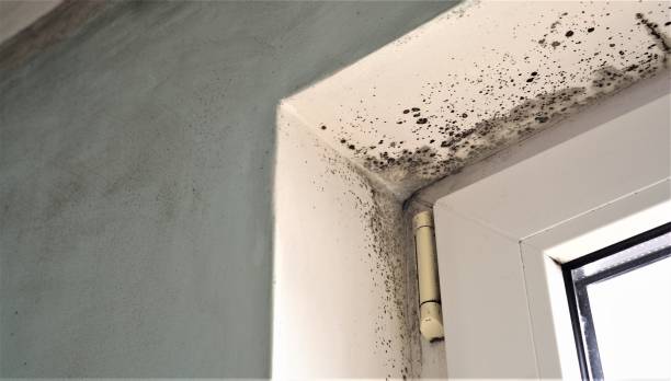 Best Comprehensive Air Testing for Mold Contaminants  in Lmdale, PA
