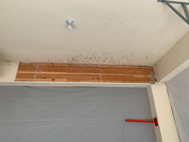 Mold Remediation for Vacation Homes in Palmdale, PA