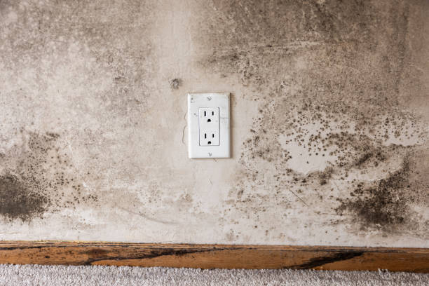 Best Residential Mold Inspection & Testing  in Lmdale, PA